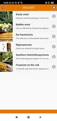 Кукуруза от А до Я android App screenshot 4